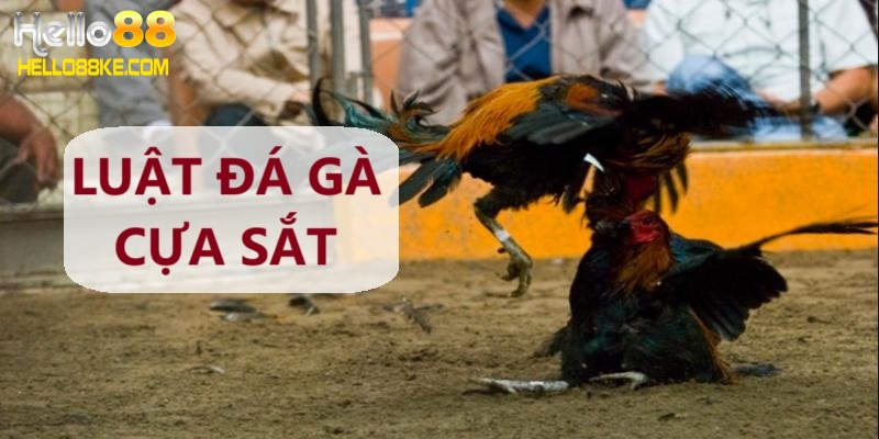 Luật của chọi gà cựa sắt